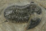 Bargain, Detailed Gerastos Trilobite Fossil - Morocco #242726-3